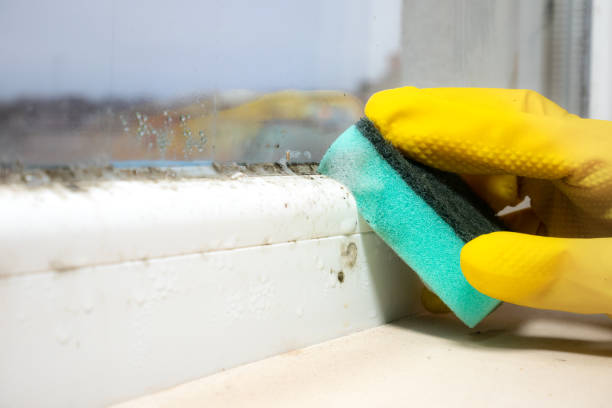 Professional Mold Remediation in Lepanto, AR